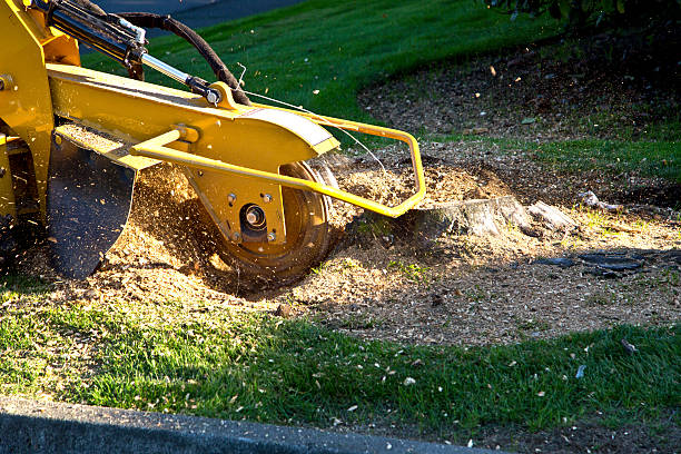 Best Tree Branch Trimming  in Canby, MN